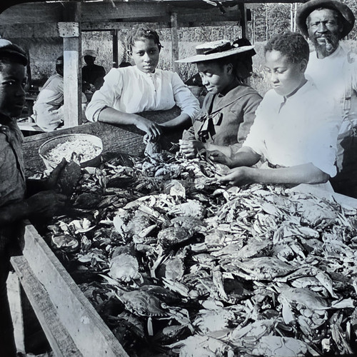 Antique Picking Crabs Black Workers Occupational Glass Magic Lantern Slide