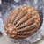 Antique Carved Coquille Nut Egg Shaped Box Pierced Coquilla Trinket Flea Trap