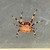 Vintage Spider Scientific Specimen Lucite Resin Encased Spiders Arachnid Sample