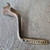 Antique Cast Iron XK 591 Shaker Wood Coal Stove Ash Shaker Tool Handle
