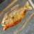 Vintage Red Bellied Piranha Fish Specimen Encased in Lucite Acrylic Paperweight