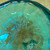 Teal Blue Blown Art Glass Pumpkin Iridescent Gold Stem Signed Paperweight