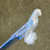 DuPont Dentabest NOS Vintage Blue Children's Toothbrush with Spinning Parrot