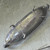 Antique Homan Quadruple Silver Plate Footed Boat Relish Dish Celery 1882-1902