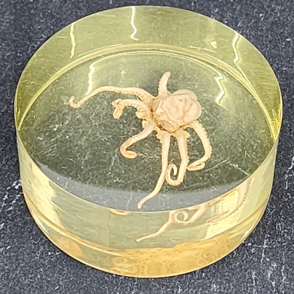 Vintage Octopus Scientific Specimen Lucite Resin Encased Squid Baby Sample