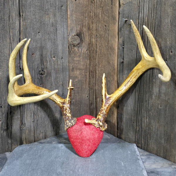 Vintage Asymmetrical 10 Point Whitetail Buck Deer Antlers Rack Horns Mounted