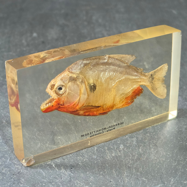 Vintage Red Bellied Piranha Fish Specimen Encased in Lucite Acrylic Paperweight