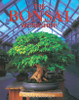 The Bonsai Workshop:  - ISBN: 9780806905570