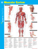 Muscular System SparkCharts:  - ISBN: 9781411470576