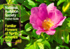 National Audubon Society Pocket Guide to Familiar Flowers: East - ISBN: 9780394748436