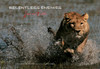 Relentless Enemies: Lions and Buffalo - ISBN: 9781426200045