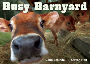 Busy Barnyard:  - ISBN: 9781582461687