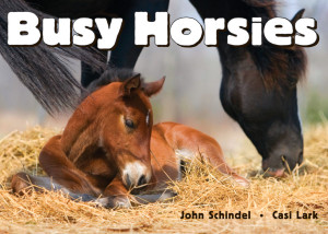 Busy Horsies:  - ISBN: 9781582462233