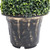 vidaXL Artificial Boxwood Spiral Plant with Pot Green 23.2"