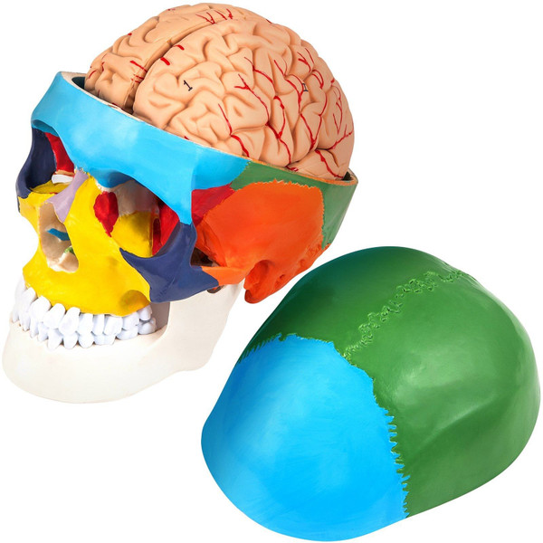 VEVOR Human Skull Model, 8 Parts Brain Human Skull Anatomy, Life-Size Learning Skull with Brain, PV