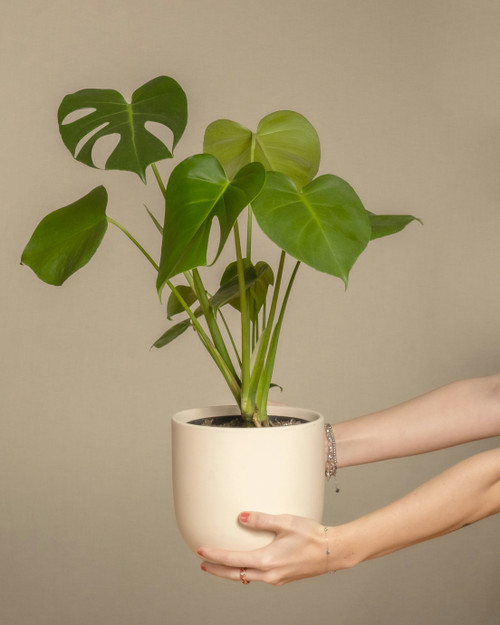 Monstera updated
