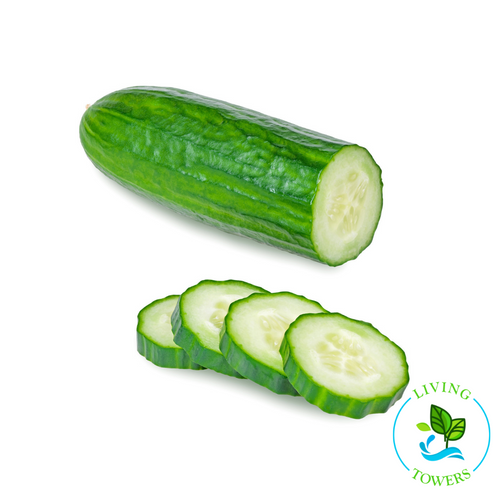 Vegetables - Cucumber, Diva
