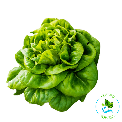 Lettuce - Salanova, Green