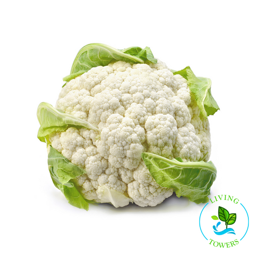 Vegetables - Cauliflower, Snow Crown