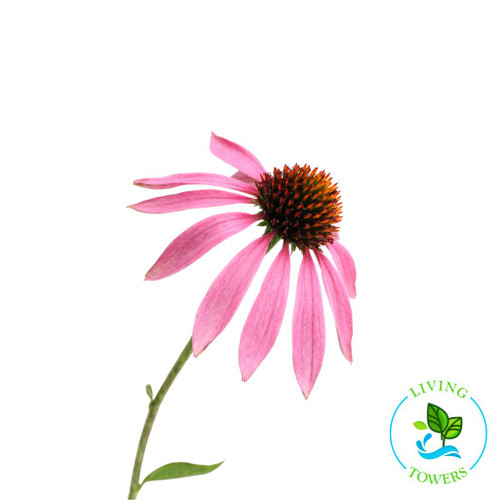 Edible Flowers - Echinacea, Purpurea