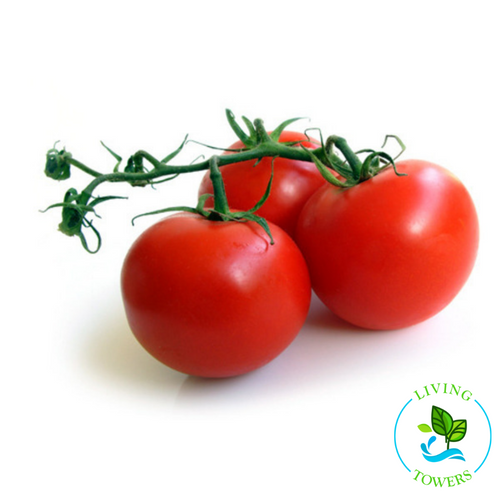 Vegetables - Tomato, Early Girl