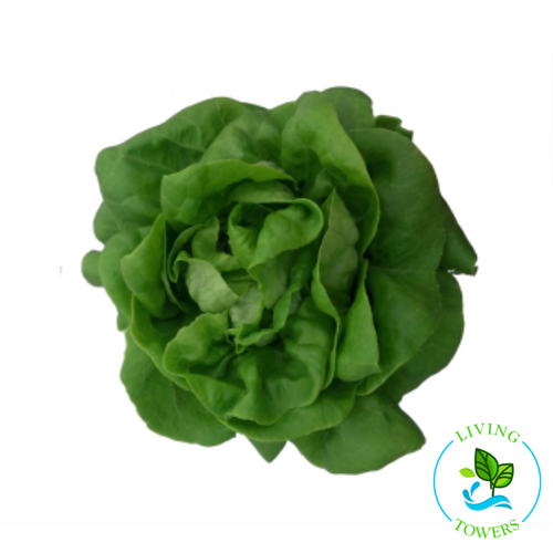 Slow bolting and tolerant to tipburn. Loose, delicate, and crisp but tender leaves. Lettuce