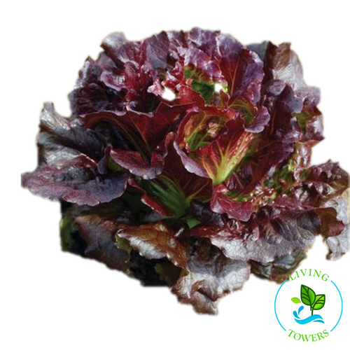 Lettuce - Red Summer Crisp, Cherokee