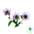 Edible Flowers - Wild Bergamot