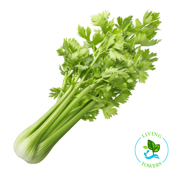 Vegetables - Celery