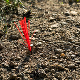 Stake Chaser Whiskers in Ground Stake Chaser Whiskers in Ground