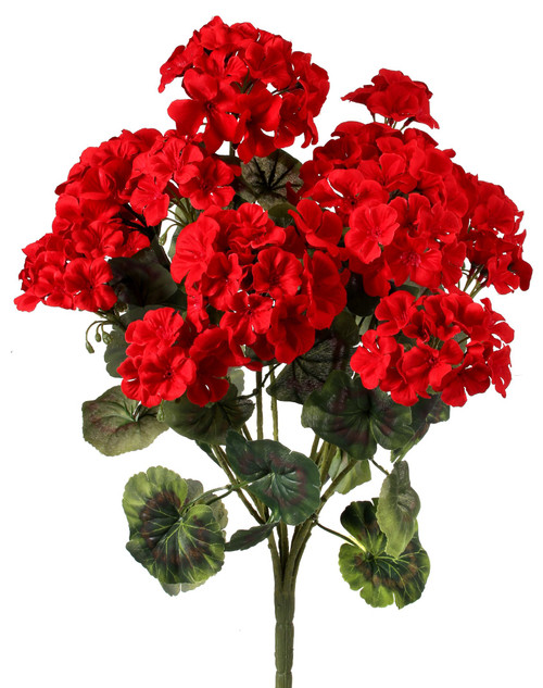 Geranium Bush 22"
