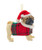 Tan Pug With Plaid Coat and Santa Hat
