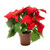 Artificial Poinsettia Plant in Pot, 10.6", Polyester