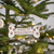 Beware of Wigglebutts Ornament