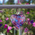Handblown Glass Friendship Heart - Blue & Pink