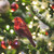 5.5 Inch Red & Brown Bird Clip-On Ornament