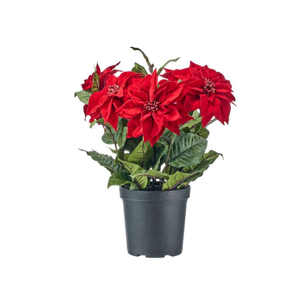 23-Inch Potted Velvet Poinsettia