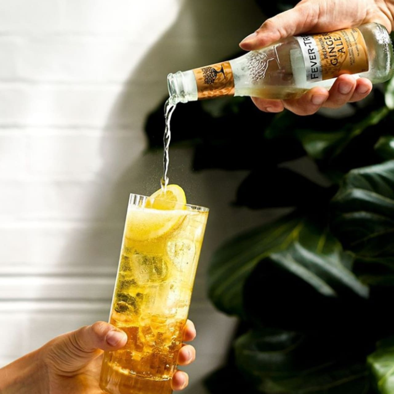 FeverTree Ginger Ale Pack of 24