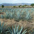 Don Amado Mezcal Reposado