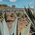 Los Siete Misterios Doba-Yej Mezcal