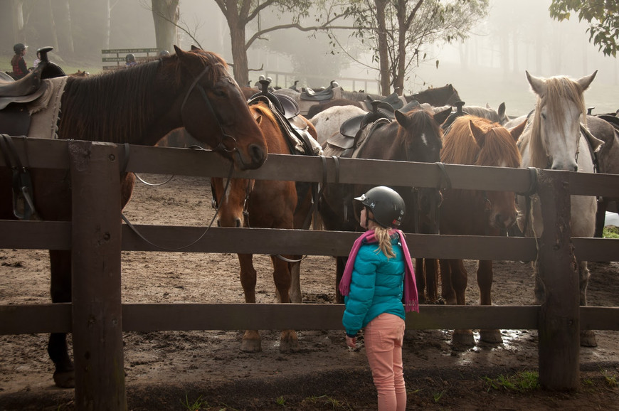 Choosing the Right Horse for a Young Rider