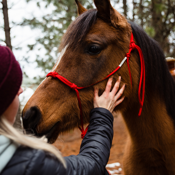 From the Ground Up: Exploring the Benefits of Ground Work for Horses