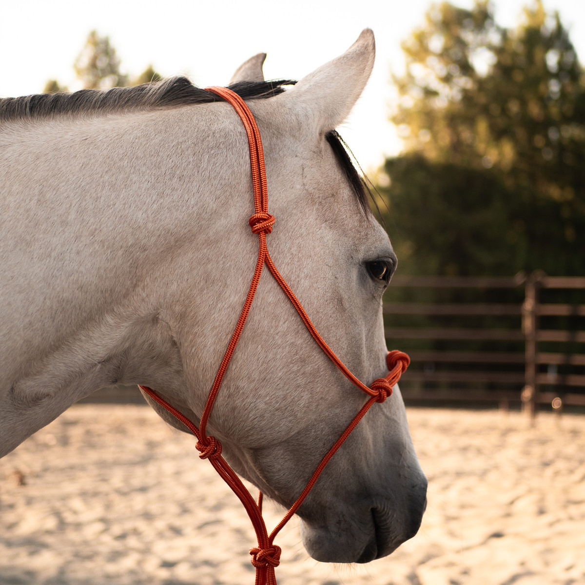 Limited Edition Burnt Orange Halter - Stiff Limited Edition Burnt Orange Halter - Stiff