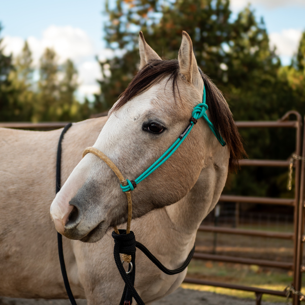 HorseBiz Braided Rope Halter With 7ft Lead – Pony, Cob, Full, XFull – Nylon, Green