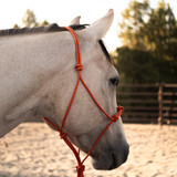Limited Edition Burnt Orange Halter - Stiff Limited Edition Burnt Orange Halter - Stiff