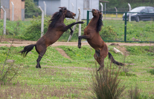 How to Recognize Anxiety in Horses