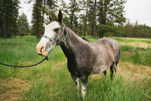 11 Mind-Blowing Facts About Horses 