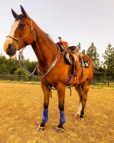 How To Properly Halter Your Horse - Knotty Girlz Equestrian Products