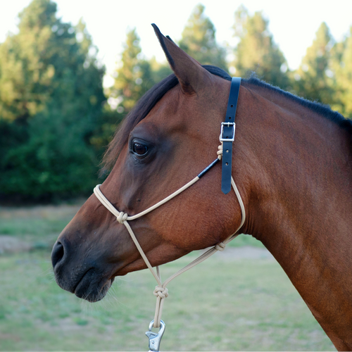 Natural Horsemanship Breakaway rope and leather halter