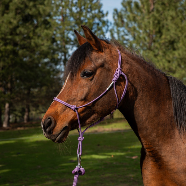 Spring Edition Halter - Lavender